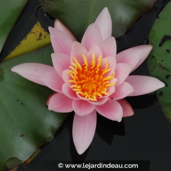 NYMPHAEA &#039;Rosennymphe&#039;