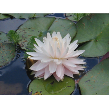NYMPHAEA \'Gloire du Temple Sur Lot\'