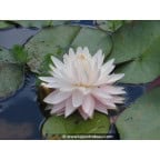 NYMPHAEA 'Gloire du Temple Sur Lot' NYMPHAEA 'Gloire du Temple Sur Lot'