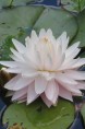 NYMPHAEA 'Gloire du Temple Sur Lot'