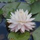 NYMPHAEA 'Gloire du Temple Sur Lot'