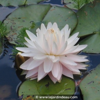 NYMPHAEA &#039;Gloire du Temple Sur Lot&#039;