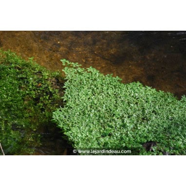 CALLITRICHE palustris - Callitriche des marais