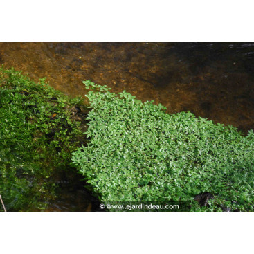CALLITRICHE palustris