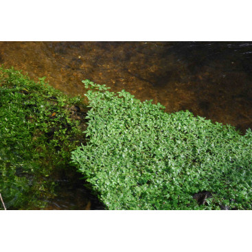 CALLITRICHE palustris