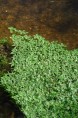 CALLITRICHE palustris