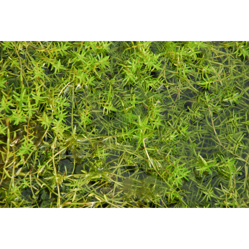 CRASSULA helmsii CRASSULA helmsii