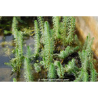 HIPPURIS vulgaris