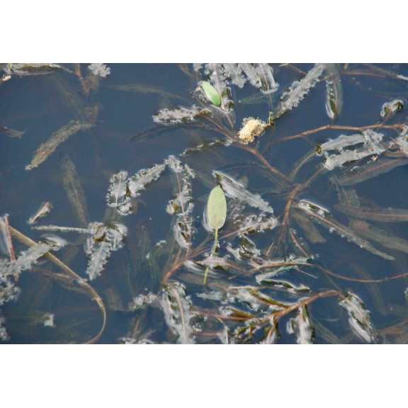 POTAMOGETON crispus