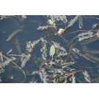 POTAMOGETON crispus