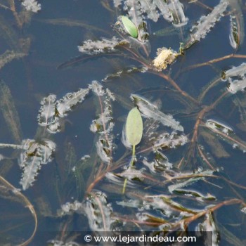 POTAMOGETON crispus