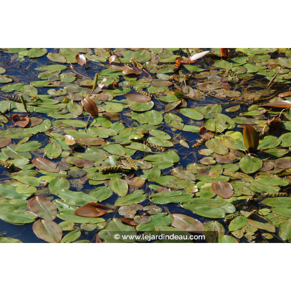 POTAMOGETON natans