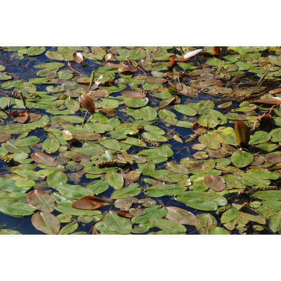 POTAMOGETON natans
