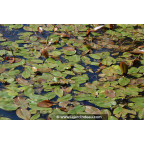 POTAMOGETON natans POTAMOGETON natans