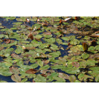POTAMOGETON natans