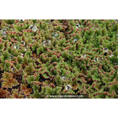 AZOLLA caroliniana
