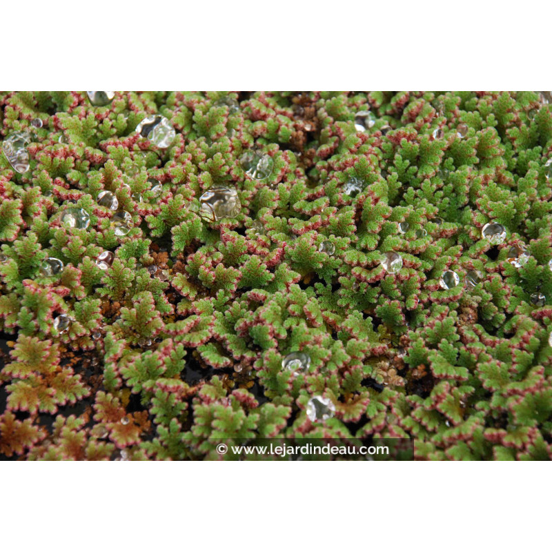 AZOLLA caroliniana
