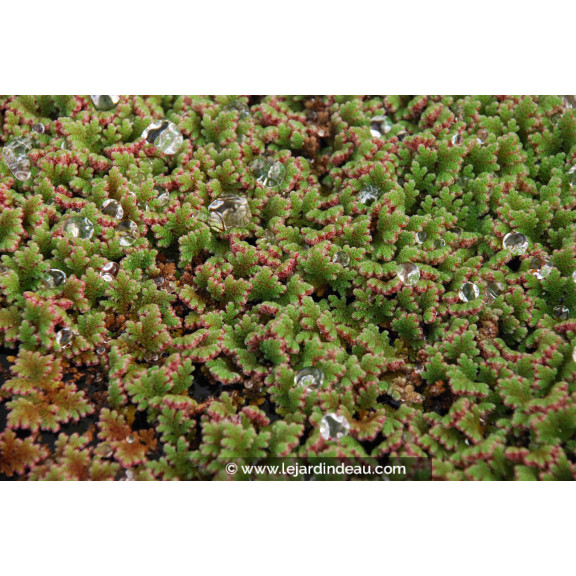 AZOLLA caroliniana