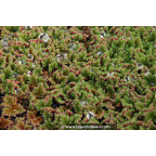 AZOLLA caroliniana
