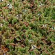 AZOLLA caroliniana