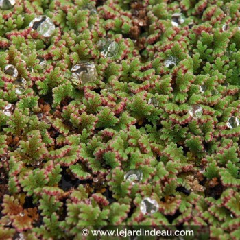 AZOLLA caroliniana