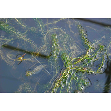 ELODEA canadensis
