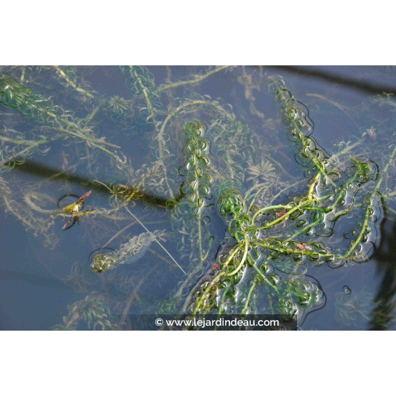 ELODEA canadensis