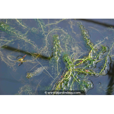 ELODEA canadensis