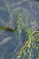 ELODEA canadensis