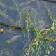 ELODEA canadensis