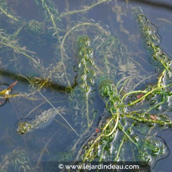 ELODEA canadensis