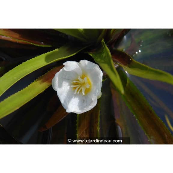 STRATIOTES aloides
