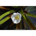 STRATIOTES aloides
