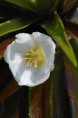 STRATIOTES aloides