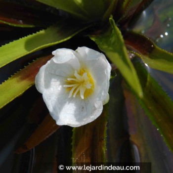 STRATIOTES aloides