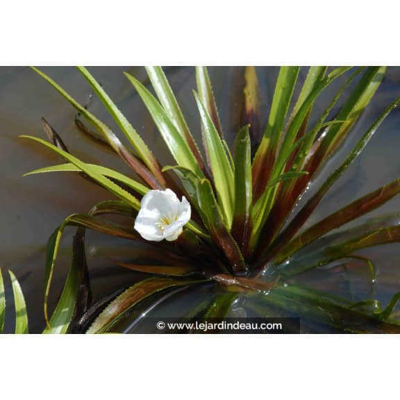 STRATIOTES aloides