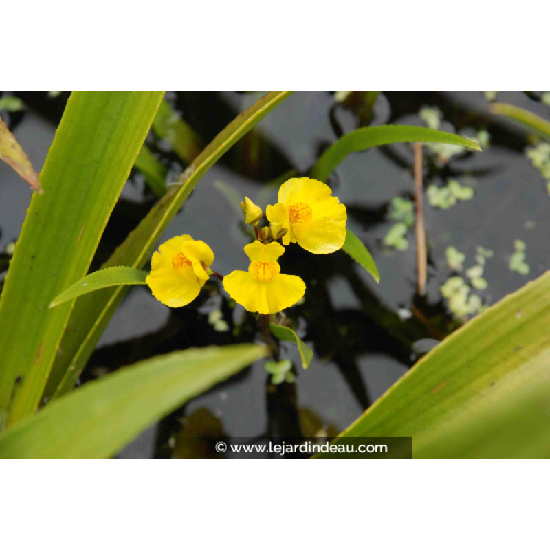 UTRICULARIA vulgaris UTRICULARIA vulgaris