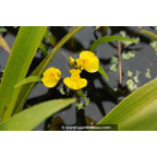 UTRICULARIA vulgaris UTRICULARIA vulgaris