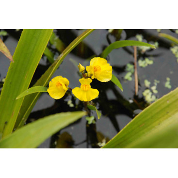 UTRICULARIA vulgaris
