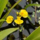 UTRICULARIA vulgaris