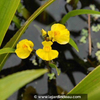 UTRICULARIA vulgaris