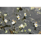 EGERIA densa