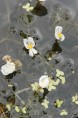 EGERIA densa