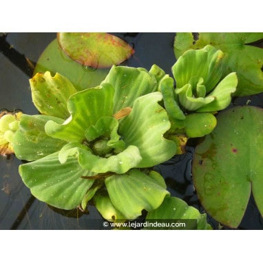 PISTIA stratiotes - Laitue d\'eau