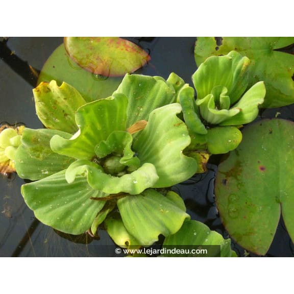 PISTIA stratiotes