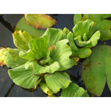 PISTIA stratiotes