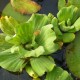 PISTIA stratiotes