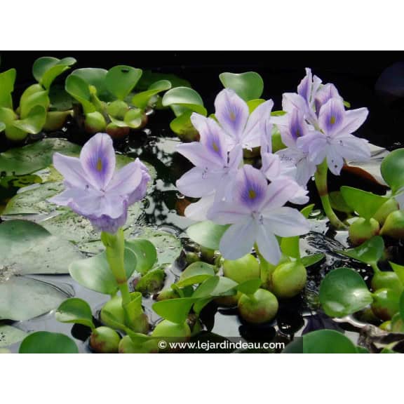 EICHORNIA crassipes