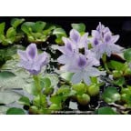 EICHORNIA crassipes