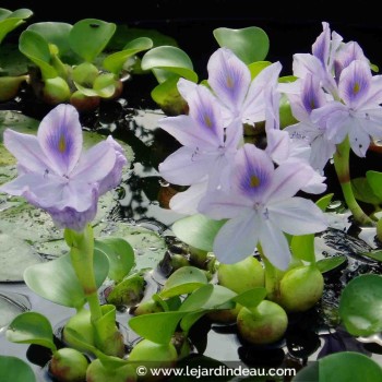 EICHORNIA crassipes, Jacinthe d'eau, filtrante, bassin-Le Jardin d'eau